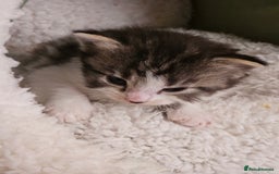 Mixed Breed cats for sale: 3 kittens for sale.  - Image 2