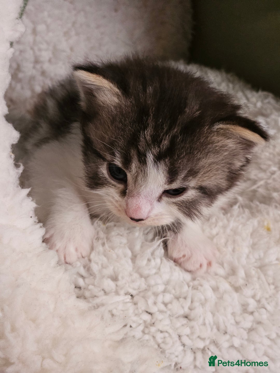 Mixed Breed cats for sale: 3 kittens for sale.  - Image 2