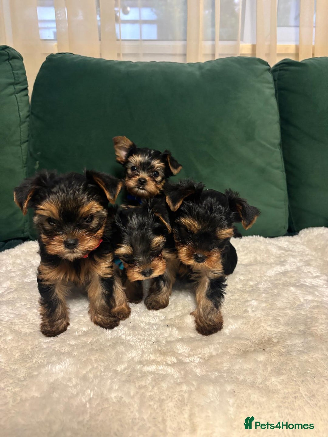 Yorkshire Terrier dogs for sale: ✨Four Adorable Yorkshire Terrier Puppies For Sale✨ - Advert 1