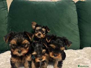 Yorkshire Terrier dogs ✨Four Adorable Yorkshire Terrier Puppies For Sale✨ - Advert 7
