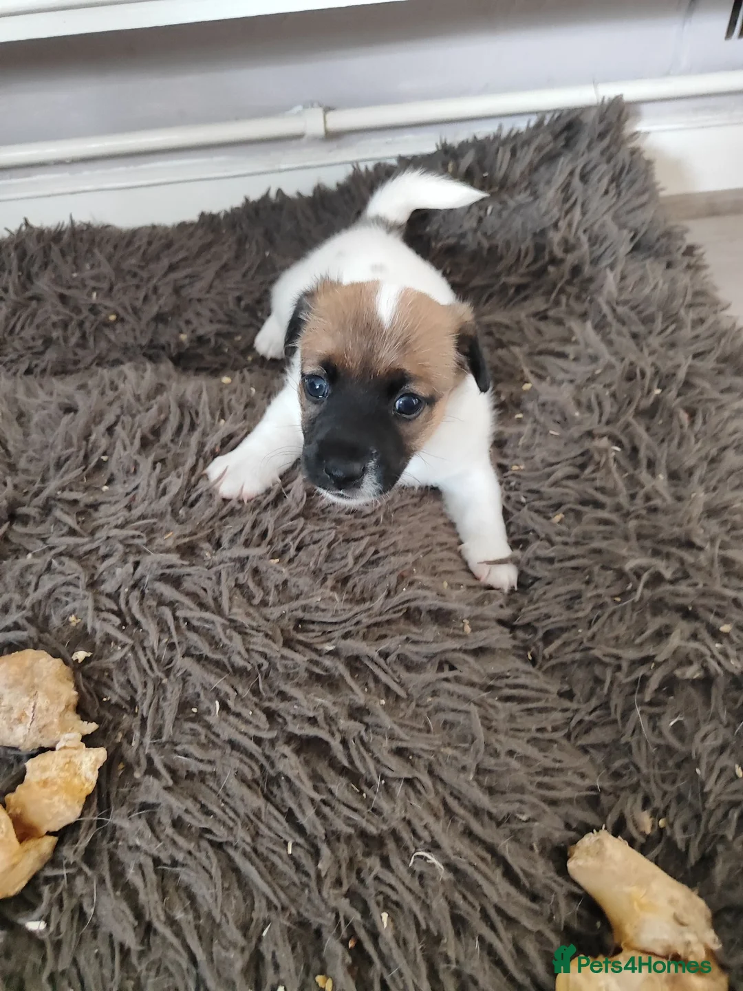 Jack Russell dogs for sale: Jack Russell puppies  - Advert 2