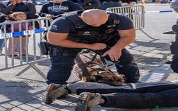Belgian Shepherd Dog dogs for sale: KC registered Belgian Malinois – Stable,Balanced🐾 - Image 27