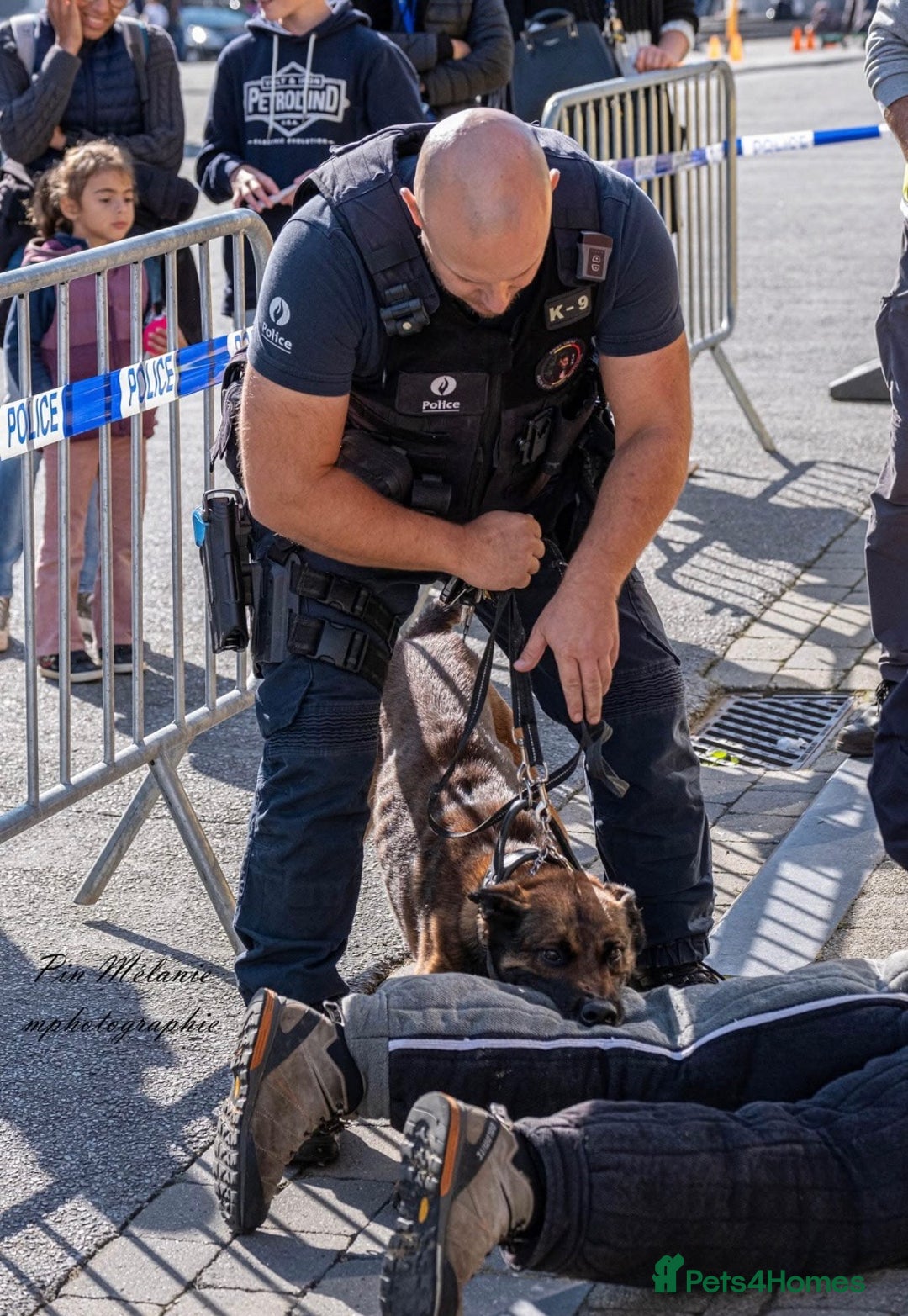 Belgian Shepherd Dog dogs for sale: KC registered Belgian Malinois – Stable,Balanced🐾 - Image 27