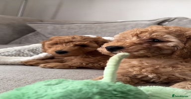 Cavapoo dogs - Advert 11