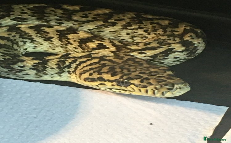 Python Snake reptiles - Advert 1