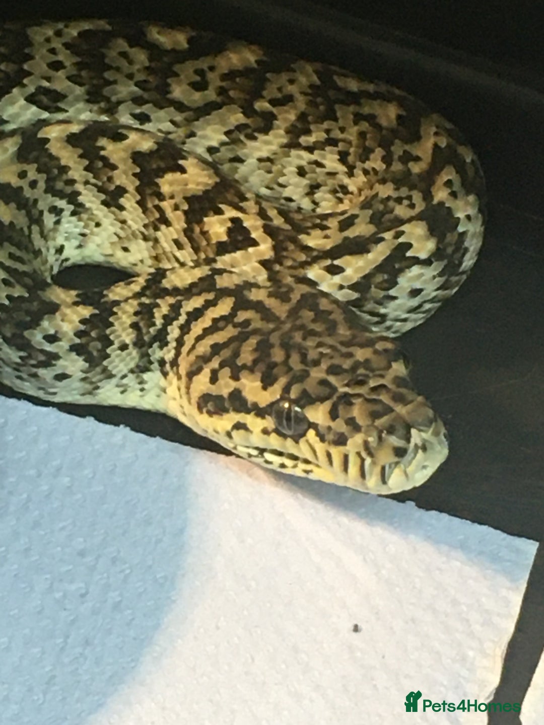 Python Snake reptiles for sale: Royal pythons carpets pythons  - Image 1