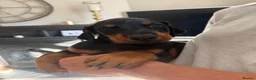 Dobermann dogs for sale: Ready now 1 girl Doberman puppy - Advert 9