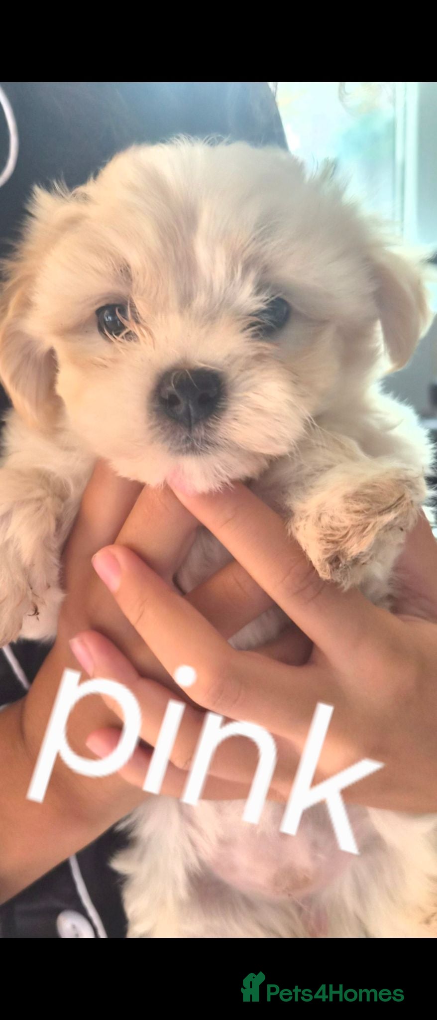 Bichon Frise dogs Bishon pedigree puppies only girl available  - Advert 6