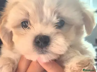 Bichon Frise dogs Bishon pedigree puppies only girl available - Advert 6