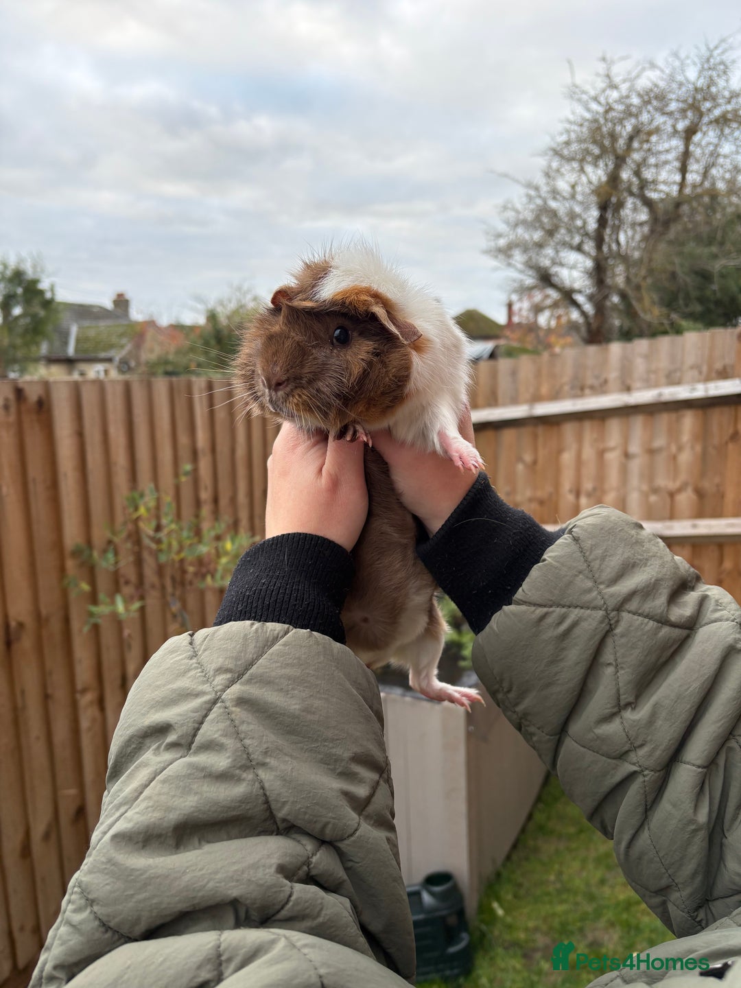Guinea Pig rodents for sale: Beautiful male Guinea pig  - Advert 5