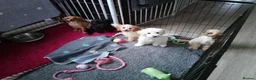 Mixed Breed dogs for sale: Cavapoochon puppies with 5 weeks free insurance  - Advert 8