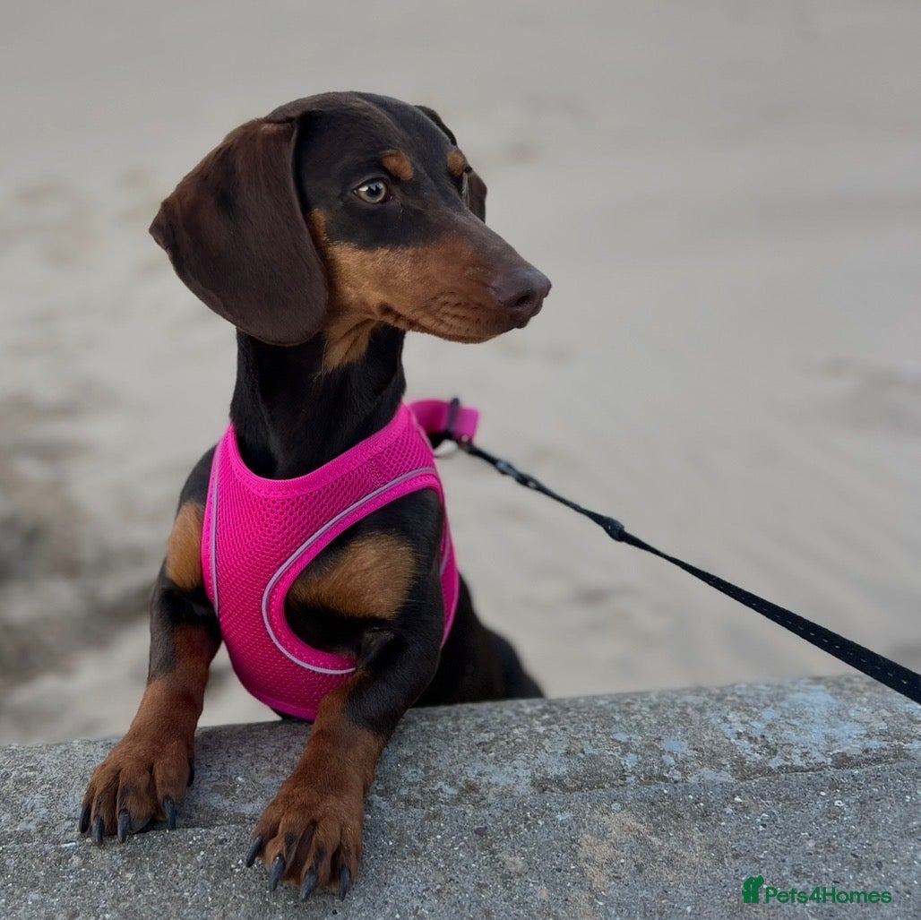 Miniature Dachshund dogs Mini dashaund  - Advert 11