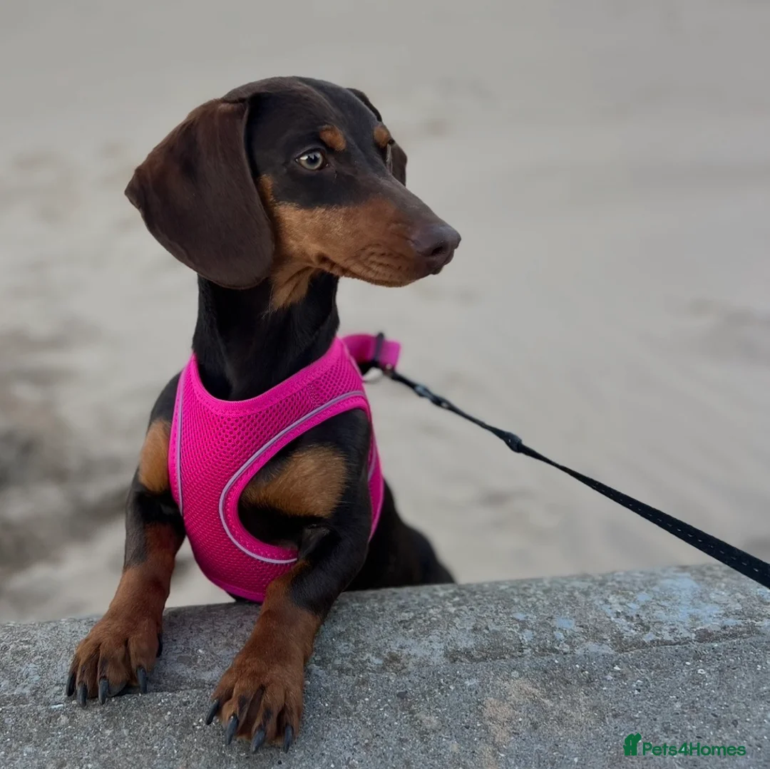 Miniature Dachshund dogs for sale: Mini dashaund  in Hartlepool - Advert 1