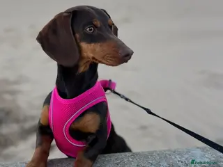 Miniature Dachshund dogs Mini dashaund - Advert 11