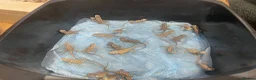 Bearded Dragon reptiles for sale: Bearded dragons  in Dover - Advert 8