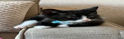 Domestic Shorthair cats for sale: 11 week old male kitten - Advert 10