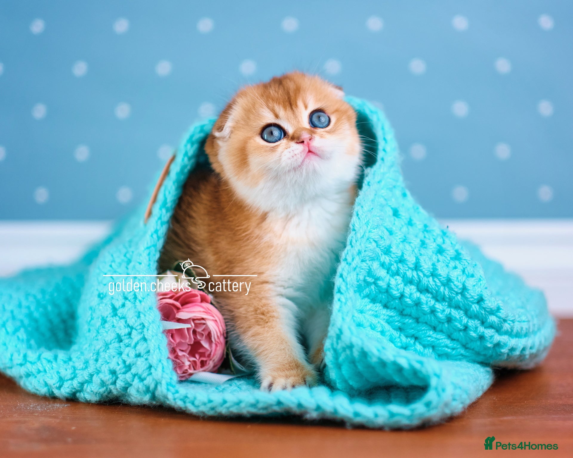 Scottish Fold cats Show Quality Scottish Kittens - Advert 2