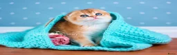 Scottish Fold cats for sale: Show Quality Scottish Kittens - Advert 6
