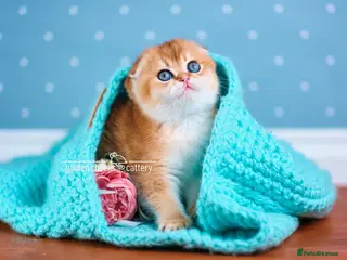 Scottish Fold cats Show Quality Scottish Kittens - Advert 2