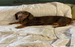 Mixed Breed dogs for sale: Dachshund x basset hound  - Image 16