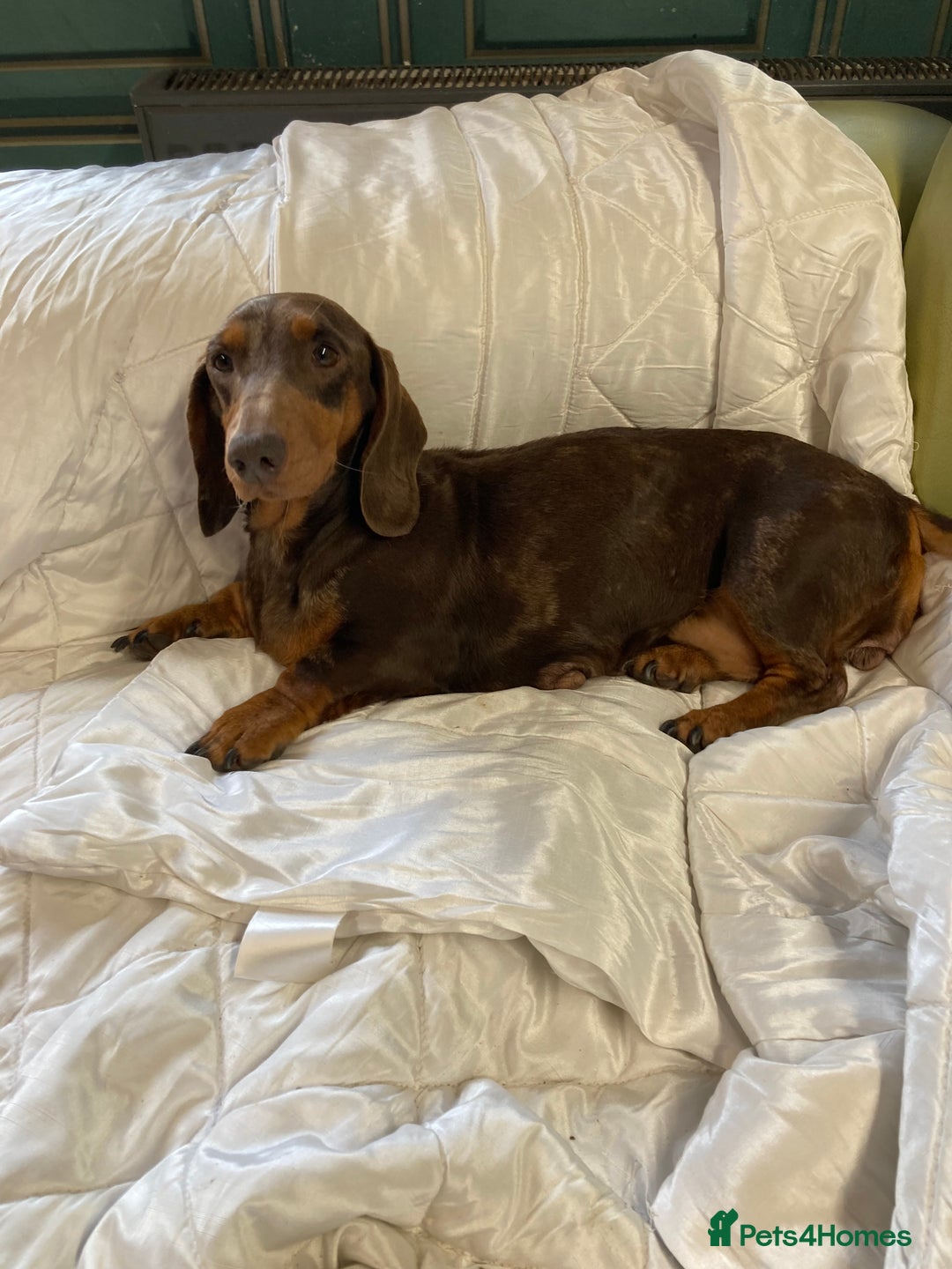 Mixed Breed dogs for sale: Dachshund x basset hound  - Image 16