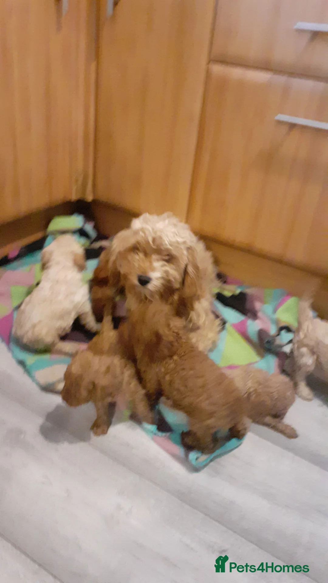 Cavapoo dogs for sale: Cavapoo pups for sale - Advert 15
