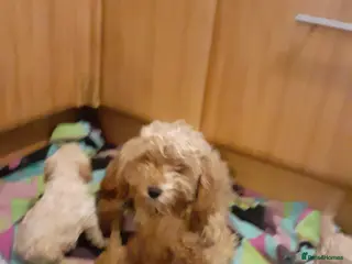 Cavapoo dogs Cavapoo pups for sale - Advert 4