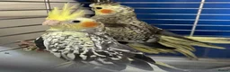 Cockatiels birds for sale: Baby cockatiels for sale - read ad for prices  - Advert 1