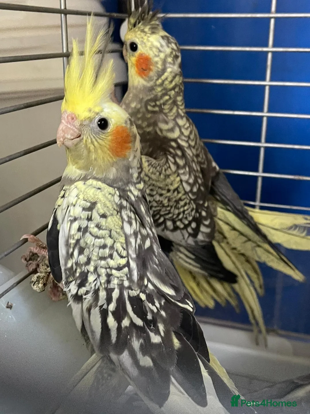 Cockatiels birds for sale: Baby cockatiels for sale - read ad for prices  - Advert 1