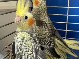 Cockatiels birds for sale: Baby cockatiels for sale - read ad for prices - Advert 1