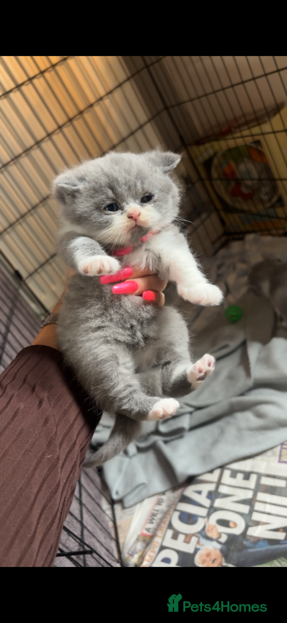 British Shorthair cats British blue boy for sale  - Advert 4