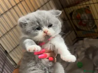 British Shorthair cats British blue boy for sale - Advert 2