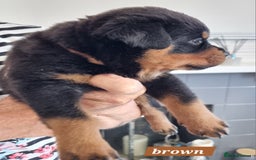 Rottweiler dogs for sale: 4 pups left, extensively health tested parents - Image 13