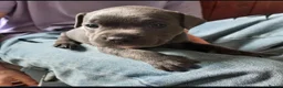Staffordshire Bull Terrier dogs for sale: Full Respect Trained Staffordshire Bull Puppies in Worthing - Advert 13