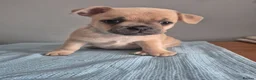 Mixed Breed dogs for sale: Frenchie Mix  - Advert 5