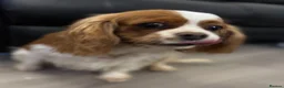 Cavalier King Charles Spaniel dogs for sale: Adult Spayed King Charles Cavalier - Advert 3
