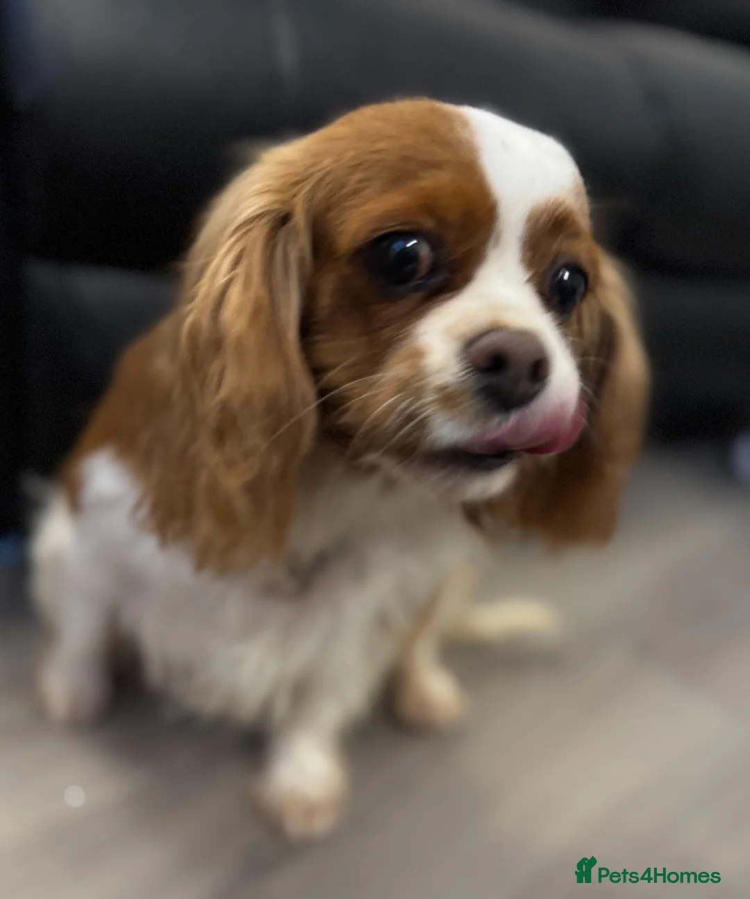 Cavalier King Charles Spaniel dogs for sale: Adult Spayed King Charles Cavalier - Advert 3