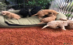 Cockapoo dogs for sale: Beautiful cockapoo f1 puppies - Image 10