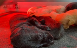 Labrador Retriever dogs for sale: Labrador pups  - Image 21