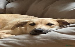 Mixed Breed dogs for sale: Playful 7 Month Pup Looking for Her Forever Home - Image 5