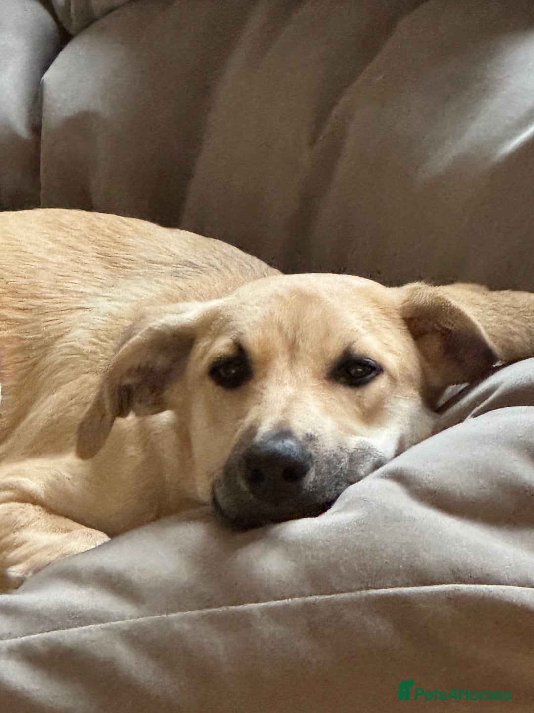 Mixed Breed dogs for sale: Playful 7 Month Pup Looking for Her Forever Home - Image 5