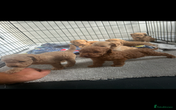 Cockapoo dogs for sale: F2 red Cockapoo puppies  - Image 6