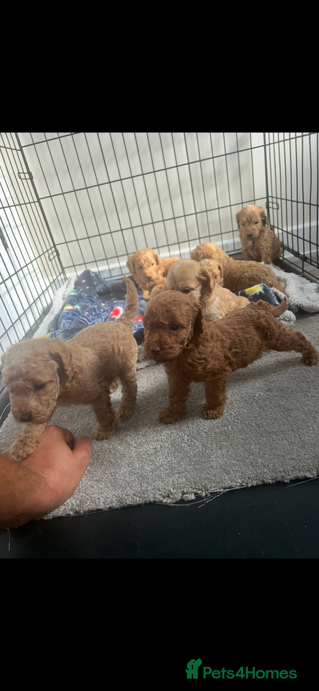 Cockapoo dogs for sale: F2 red Cockapoo puppies  - Image 6