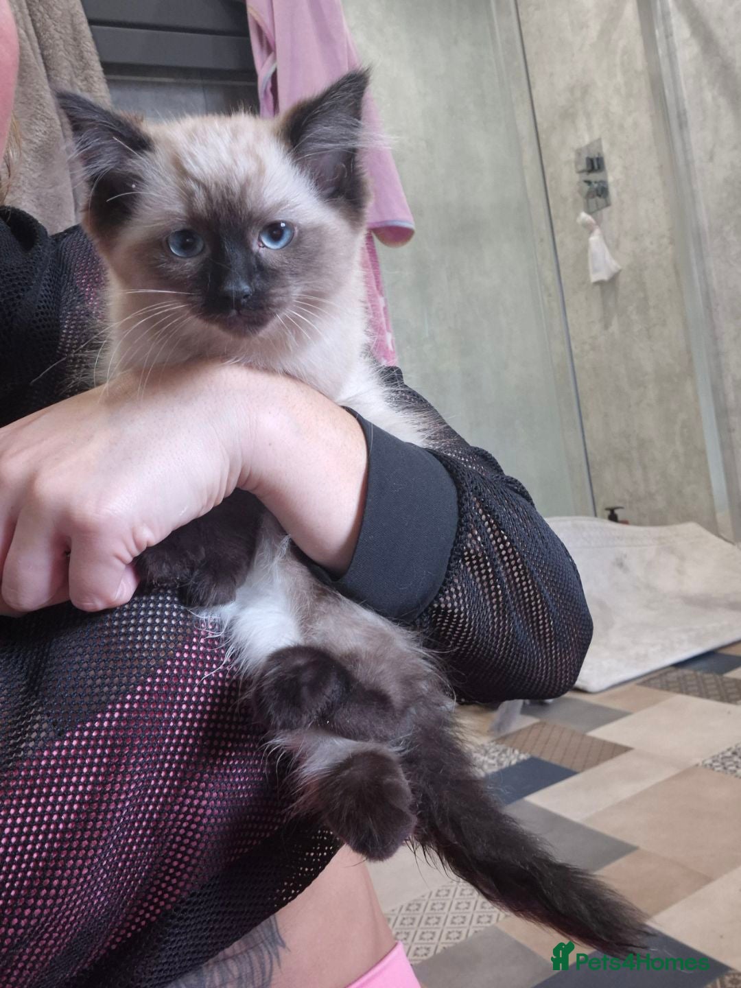 Ragdoll cats for sale: 4 ragdolls ready to leave now  - Image 9