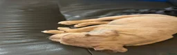 Olde English Bulldogge dogs for sale: Beautiful old English Bulldog Puppies for sale  - Advert 6
