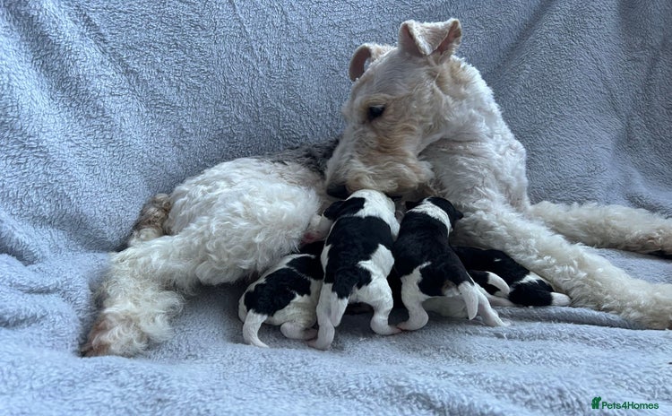Fox Terrier dogs - Advert 1