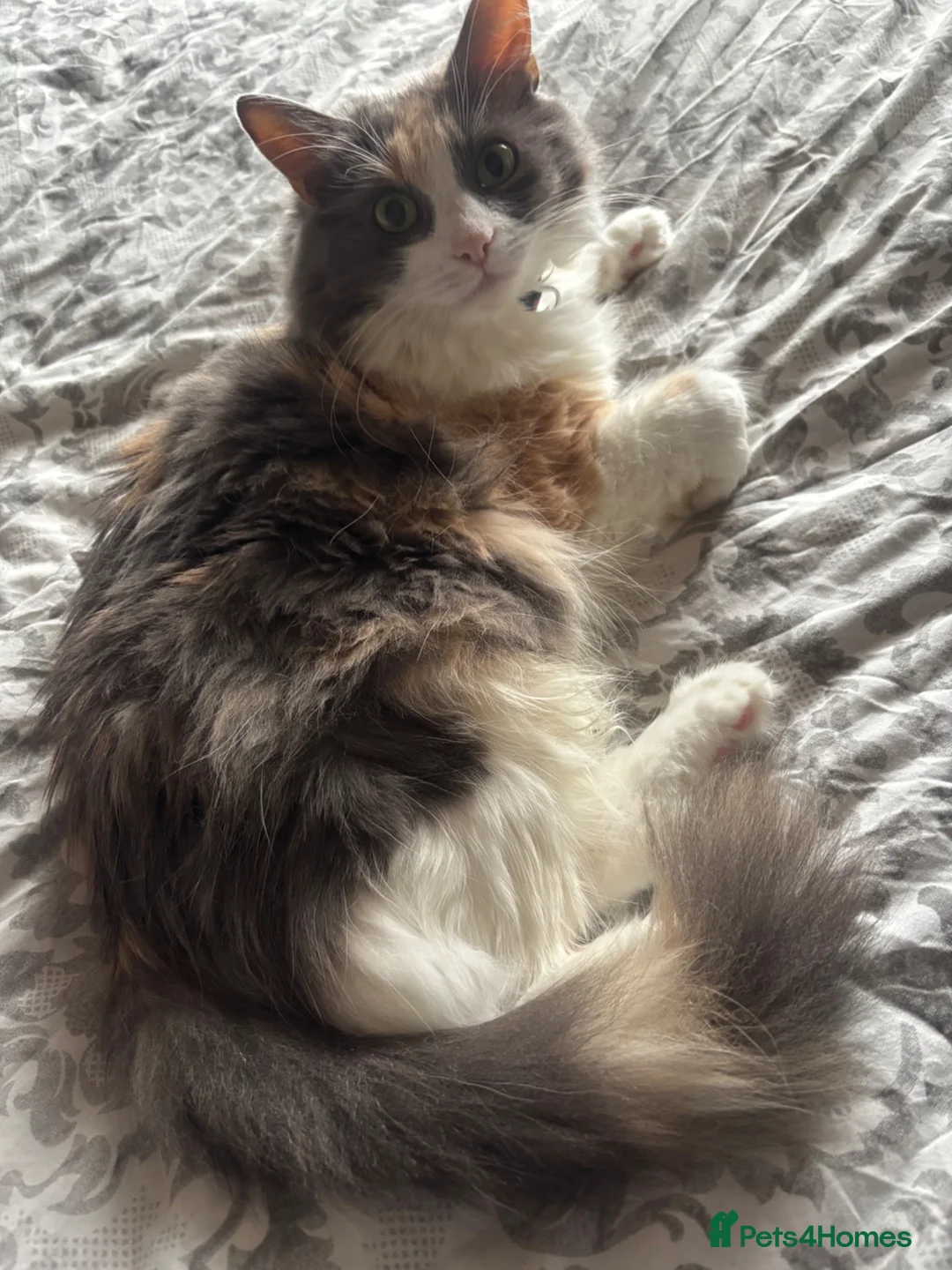 Mixed Breed cats for sale: 6 year old female long haired cat - Advert 4