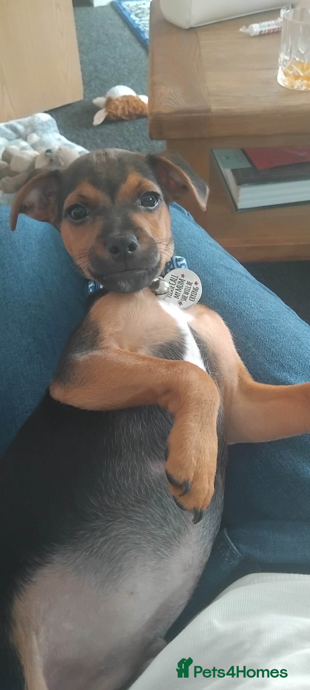Jack Russell dogs for sale: Jack Russell boy - Image 5