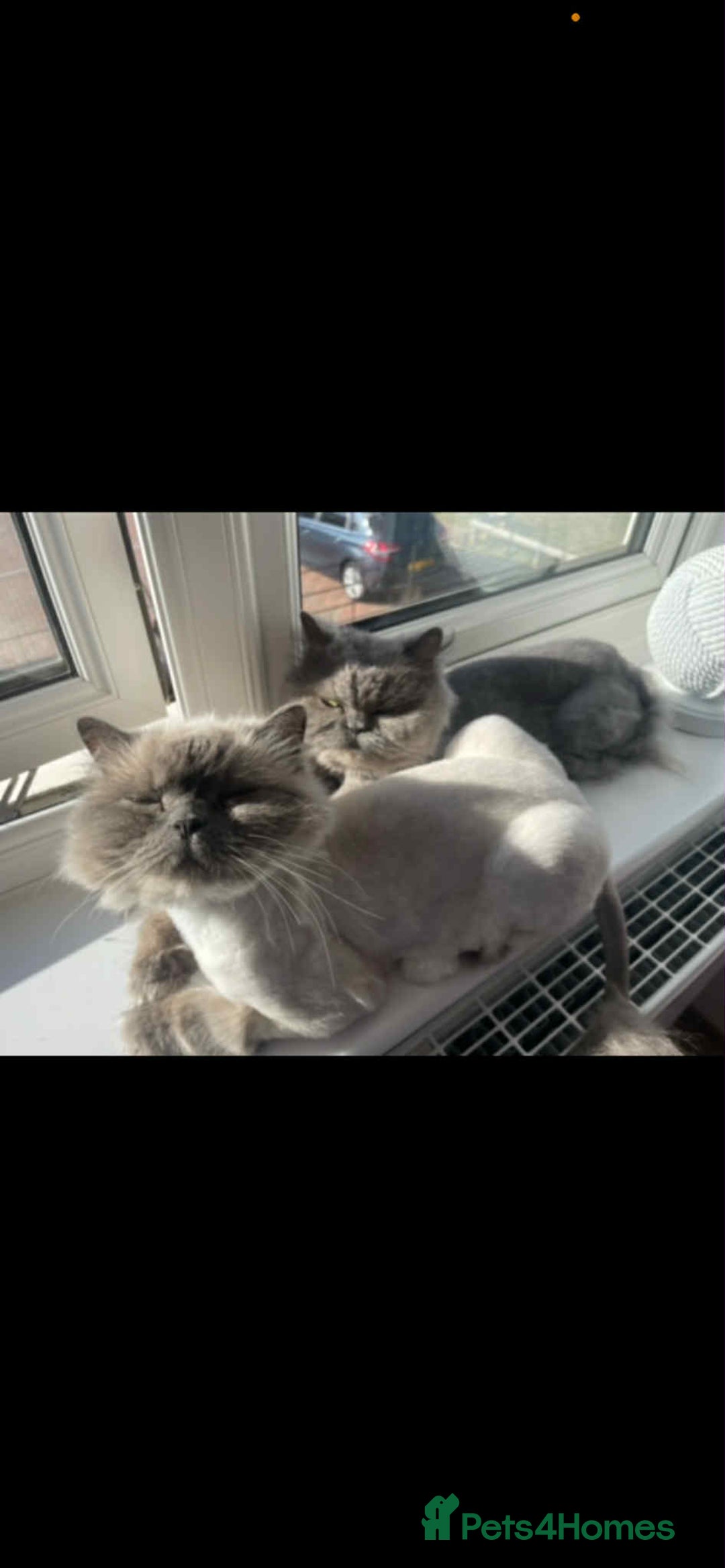 Persian cats for sale: Ivy and kiki - Image 2