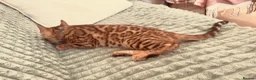 Bengal cats for sale: TICABengal Kittens FullyVaccinated Ready NOW❗️❗️❗️ - Advert 18